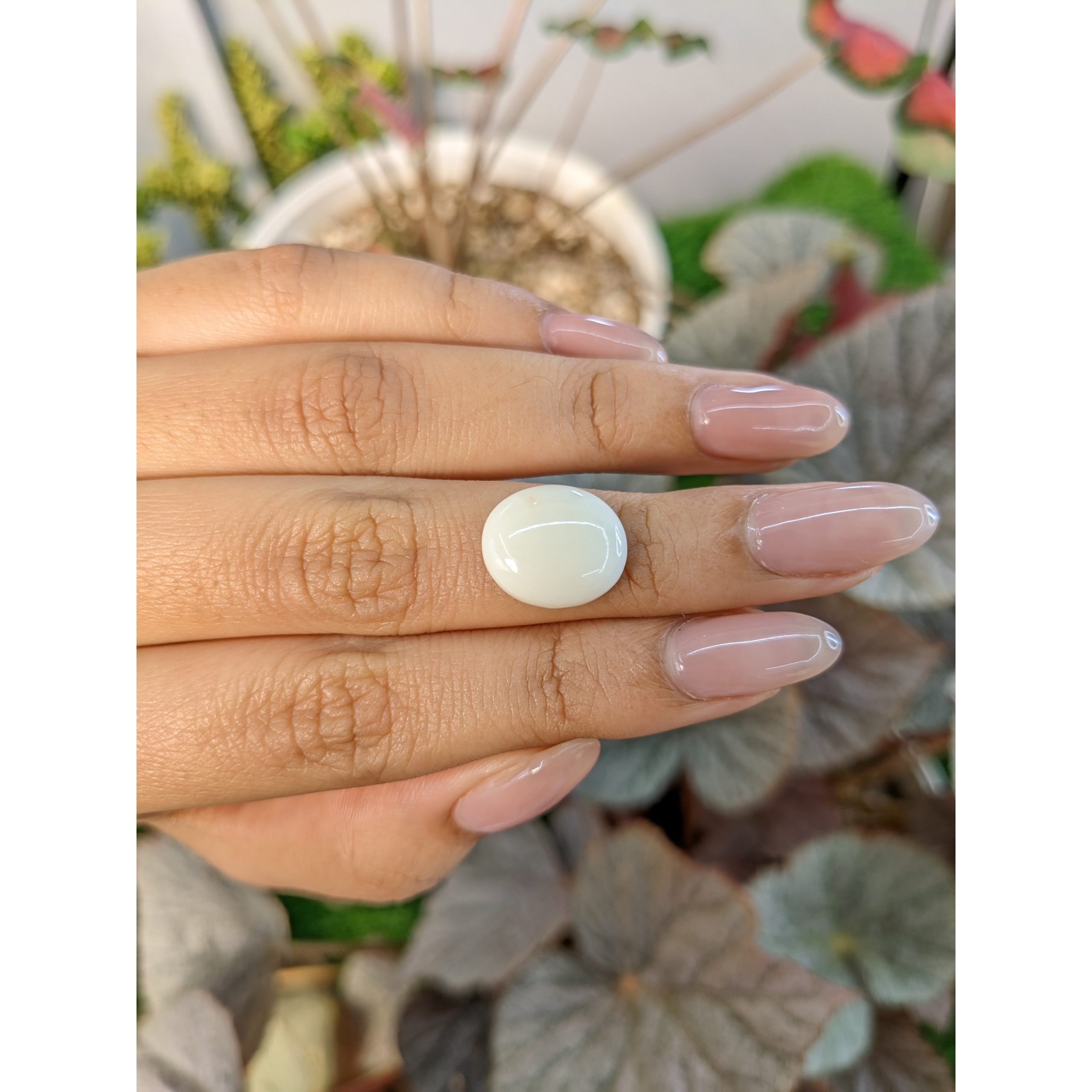 6.06 Ct. Salmon and White Cabochon Coral from Italy - Image 3